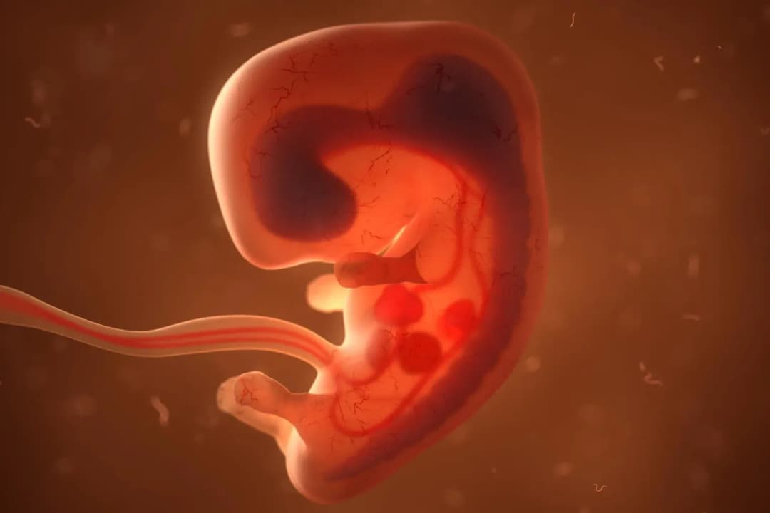 Embryo Donor Treatment