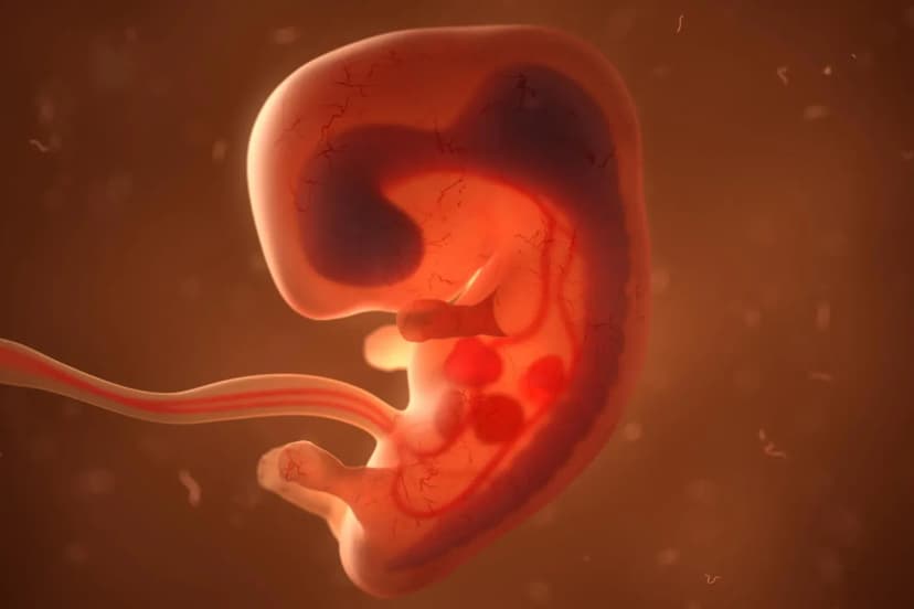 Embryo Donor Treatment